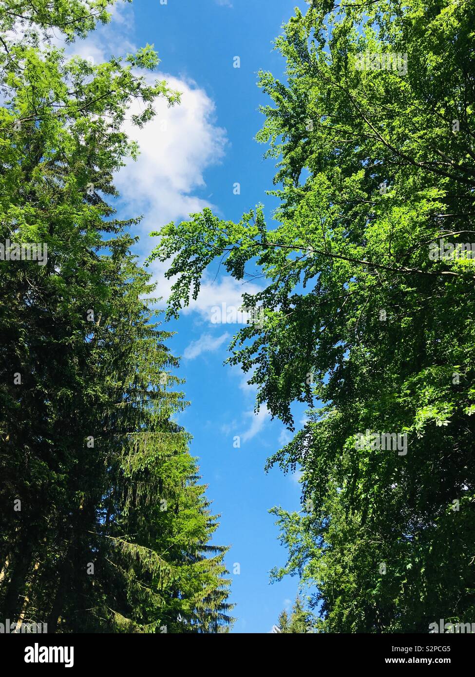 Spring - Smartphone Captured Stock Image