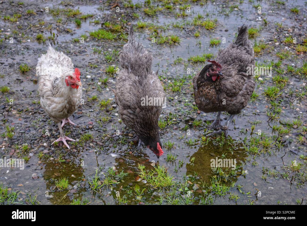 Three free range chickens in a farmyard in the rain Stock Photo