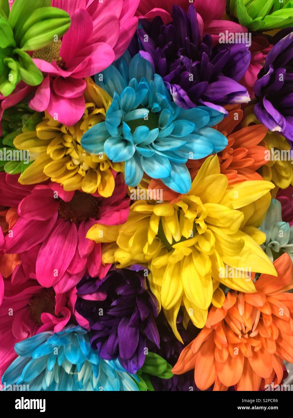 Beautiful bouquet of fresh brightly colored daisies in full bloom. - Smartphone Captured Stock Image