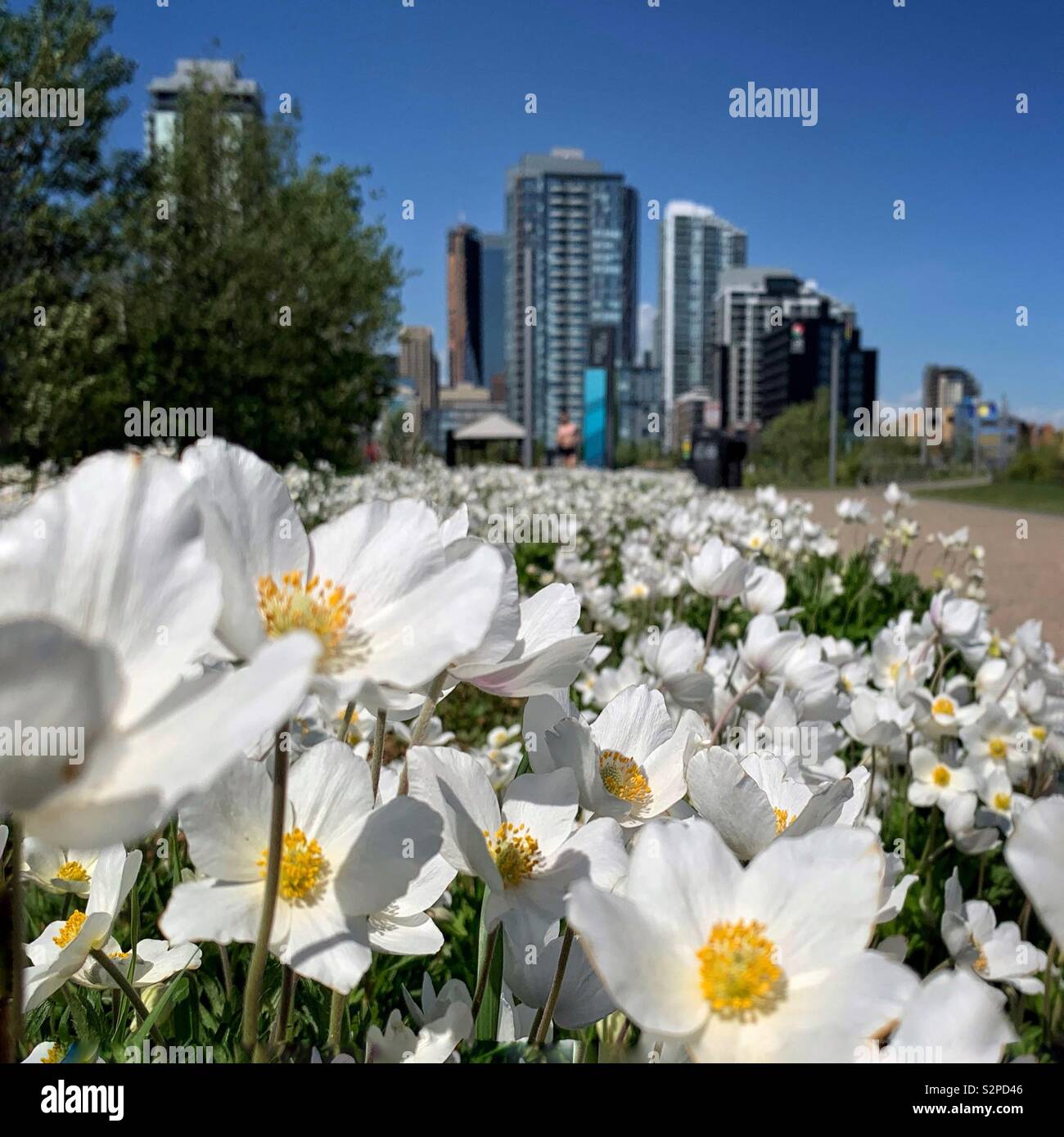 Another beautiful day in Calgary Alberta Canada. Walking along the Bow