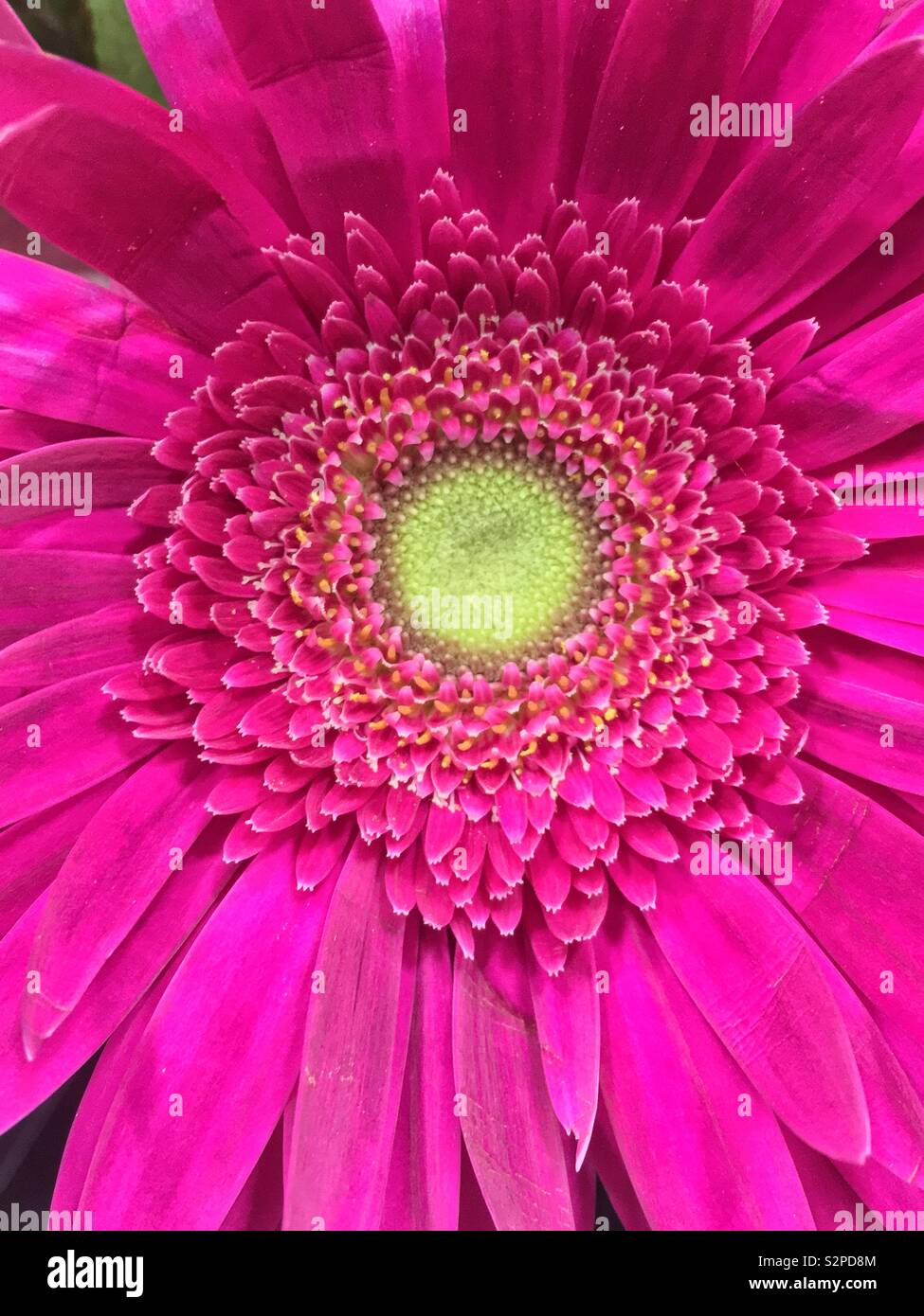 Full frame closeup of a hot pink chrysanthemum flower in full bloom. - Smartphone Captured Stock Image