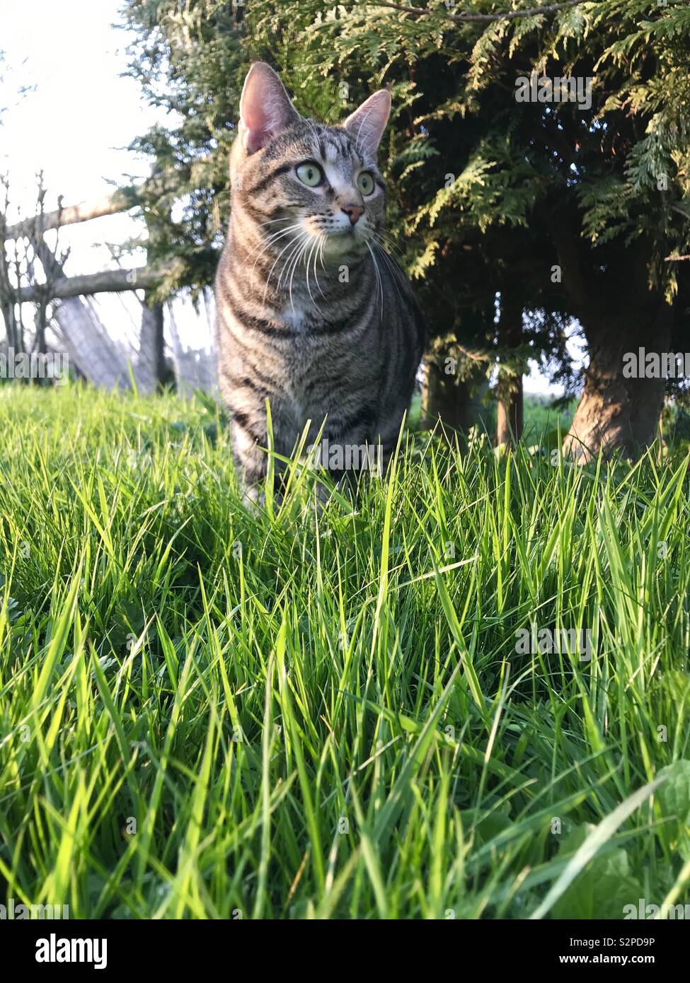 Cat on grass Stock Photo - Alamy