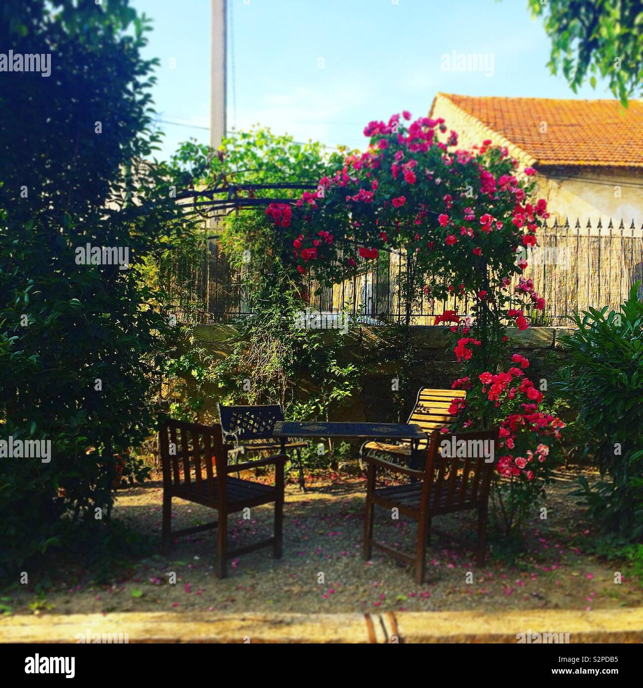 A fragrant rose arbor in a French garden Stock Photo Alamy