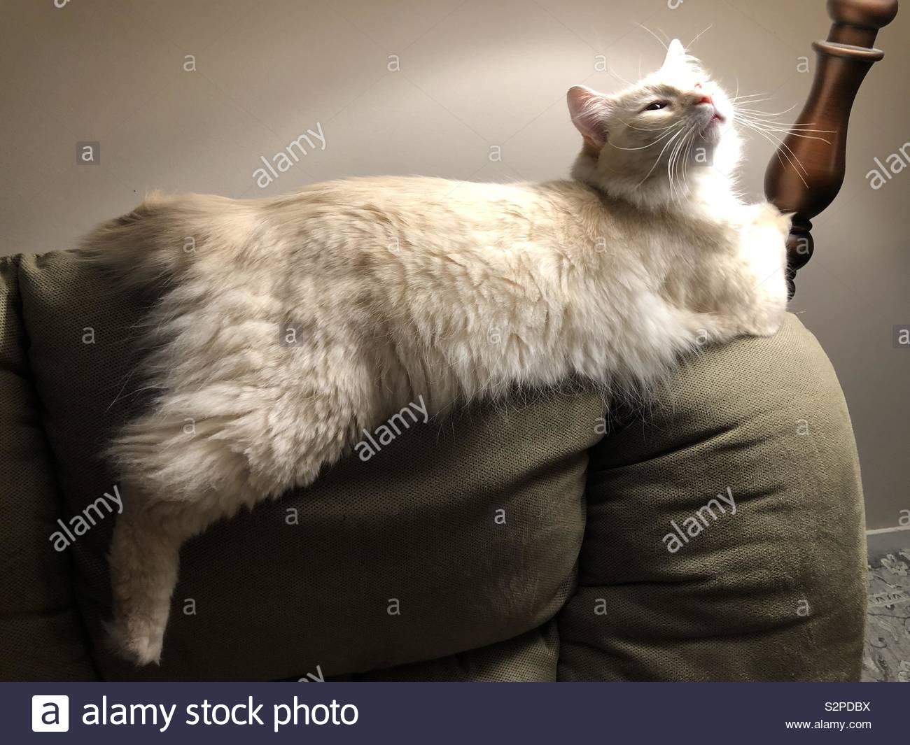 Red point Siamese cat on recliner Stock Photo Alamy