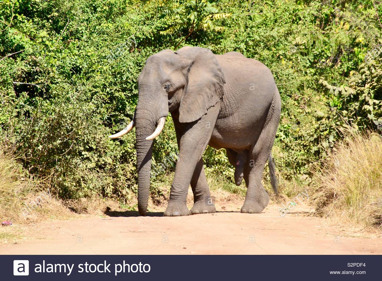 African elephant bull Stock Photo