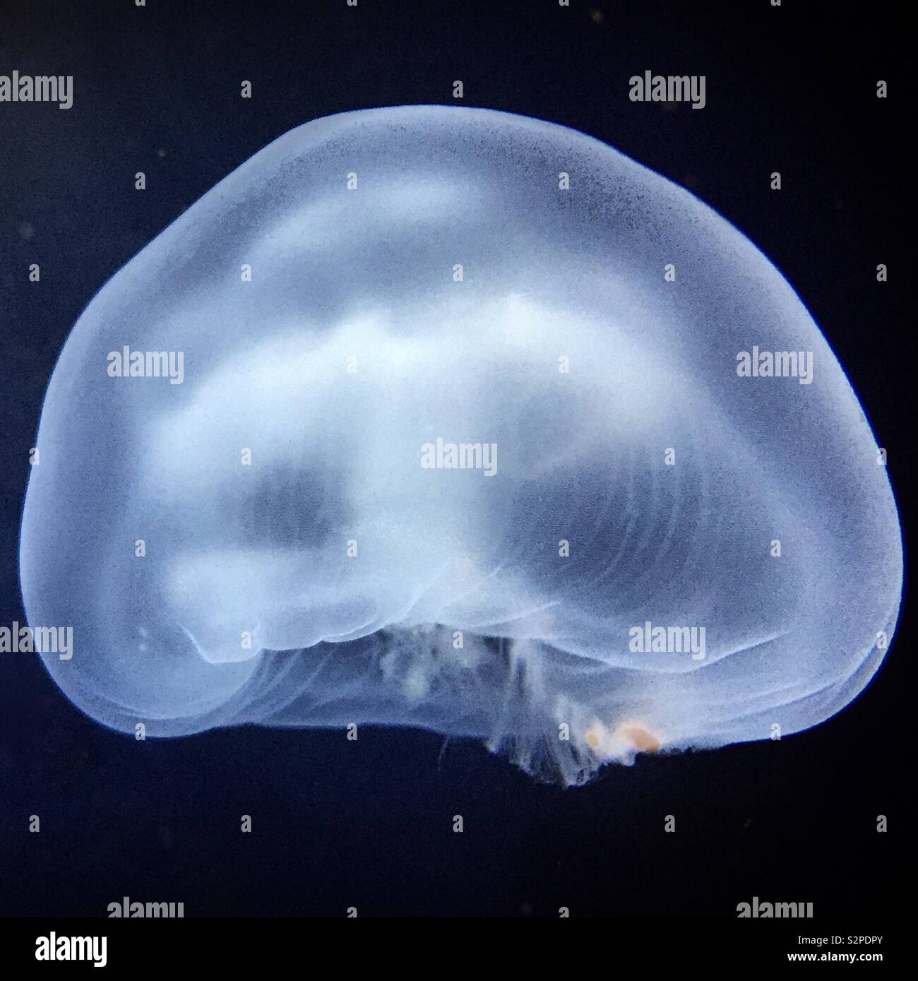 Black jellyfish hi-res stock photography and images - Alamy