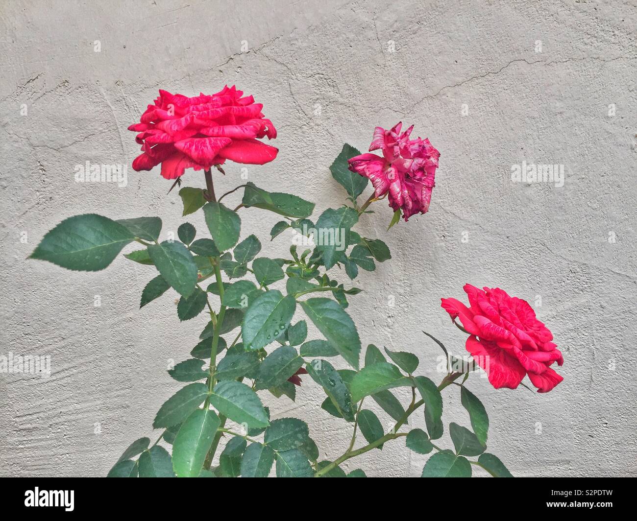 Red roses blooming Stock Photo