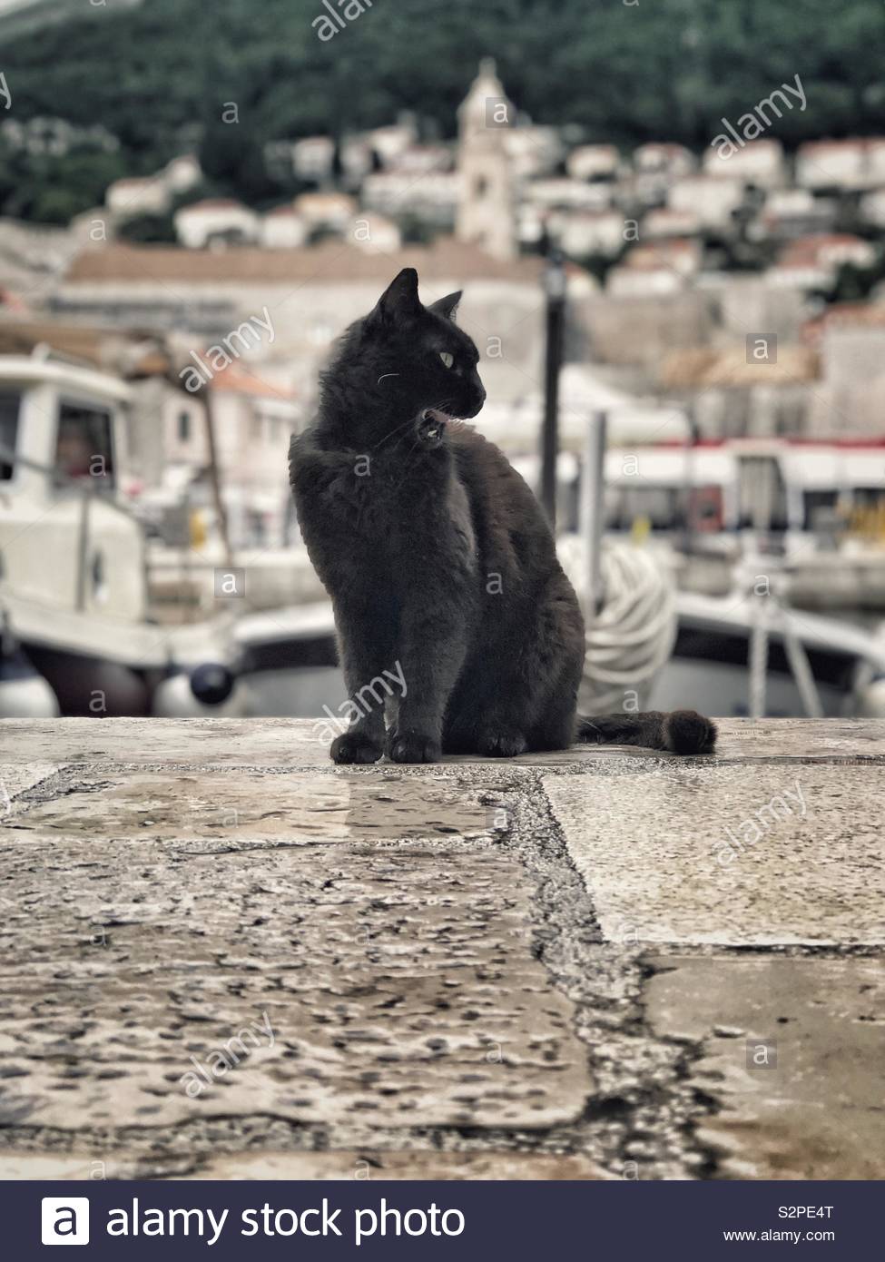 Cat of The Docks Stock Photo Alamy