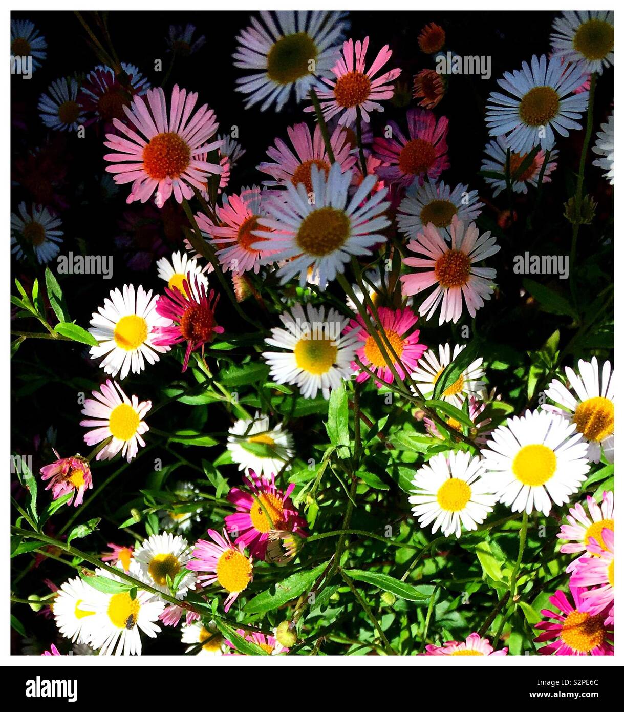 Spanish daisy hires stock photography and images Alamy