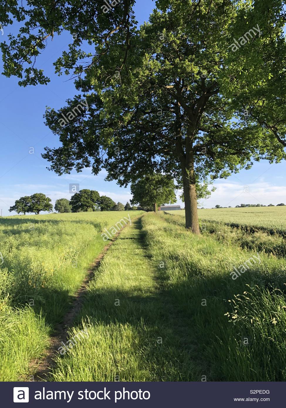 Walk through the fields Stock Photo - Alamy