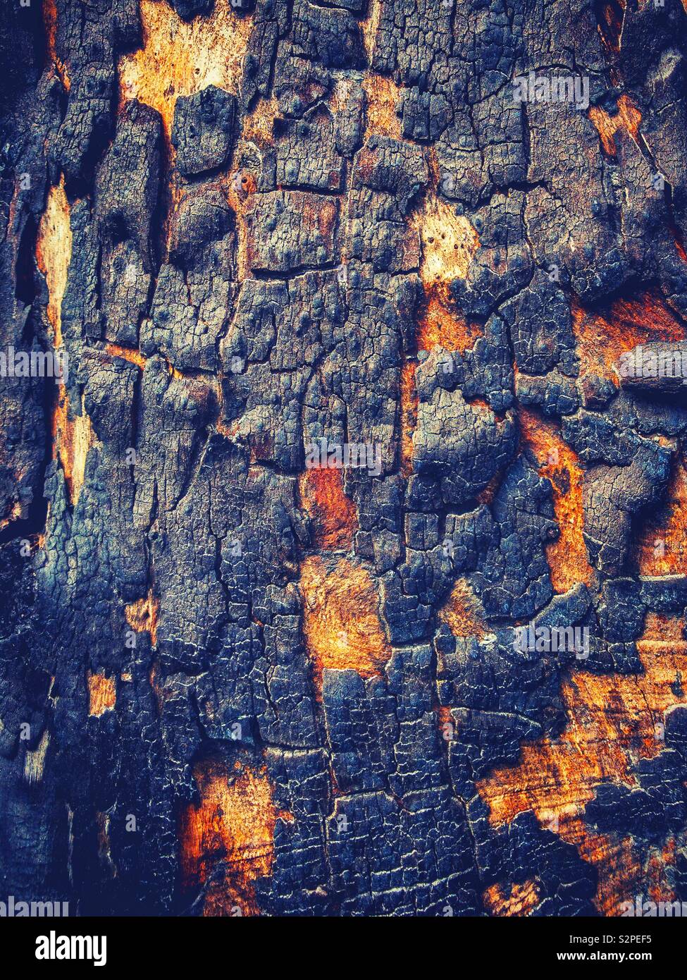 Charred bark on burnt tree trunk Stock Photo Alamy