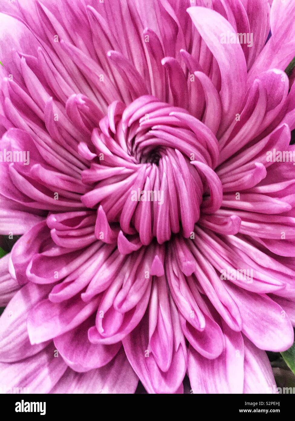 Full Frame Closeup Of A Perfect Beautiful Pink Chrysanthemum Flower In Full Bloom Stock Photo Alamy Full Frame Closeup Of A Perfect Beautiful Pink Chrysanthemum Flower In Full Bloom Stock Photo Alamy