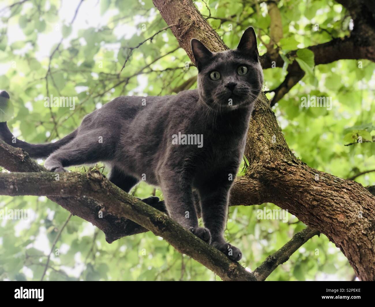 Cat on tree Stock Photo