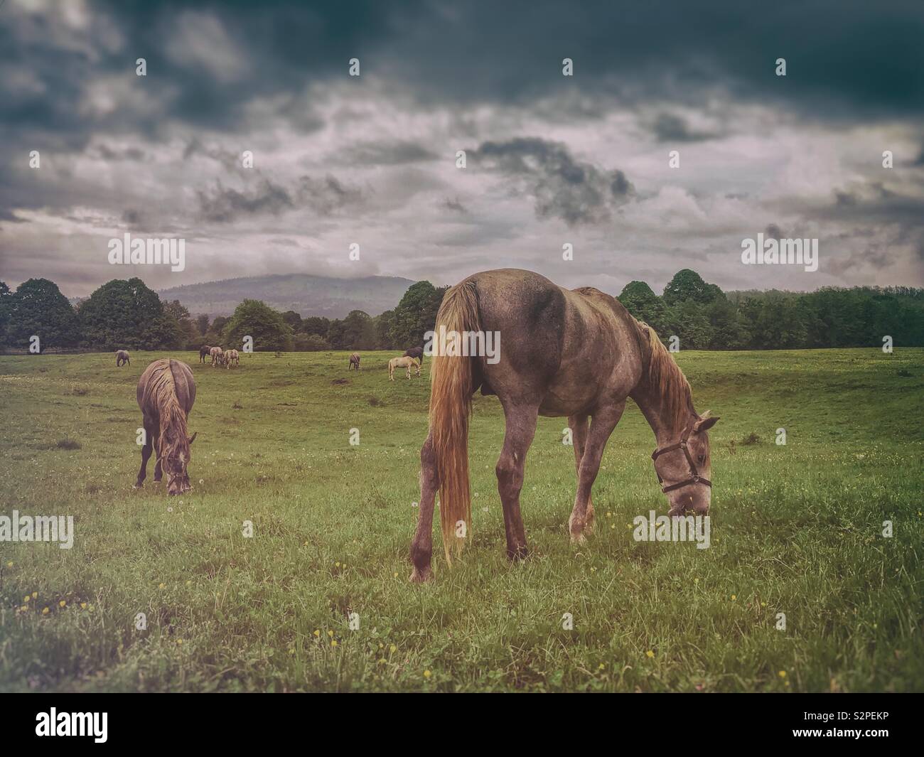 Lipizzaner horses - Smartphone Captured Stock Image
