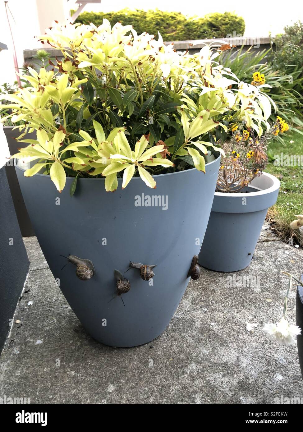 Snails Pace, Ireland Stock Photo Alamy