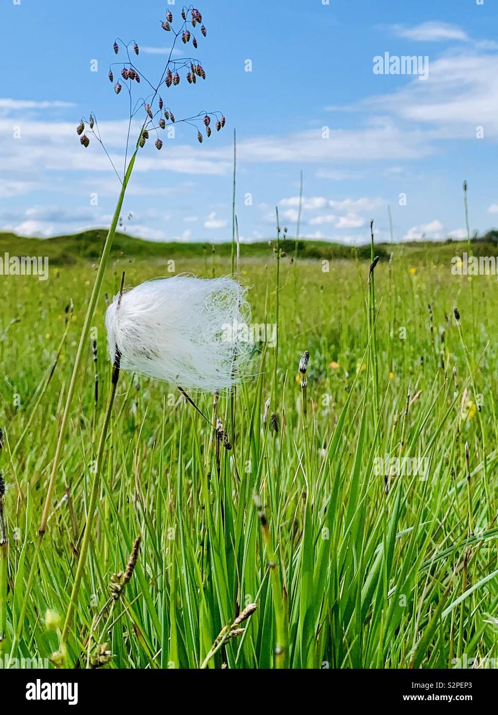 Wispy white tall cotton grass standing alone Stock Photo Alamy