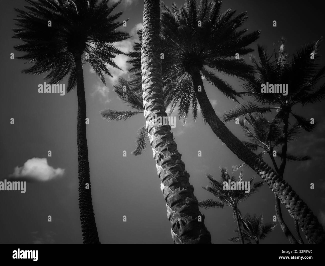 Group of Palm trees in black and white - Smartphone Captured Stock Image