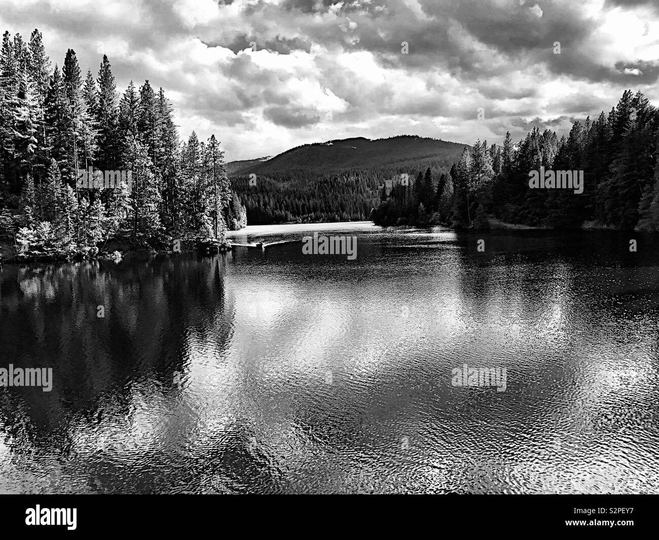Placid lake with evergreen trees, in black and white Stock Photo