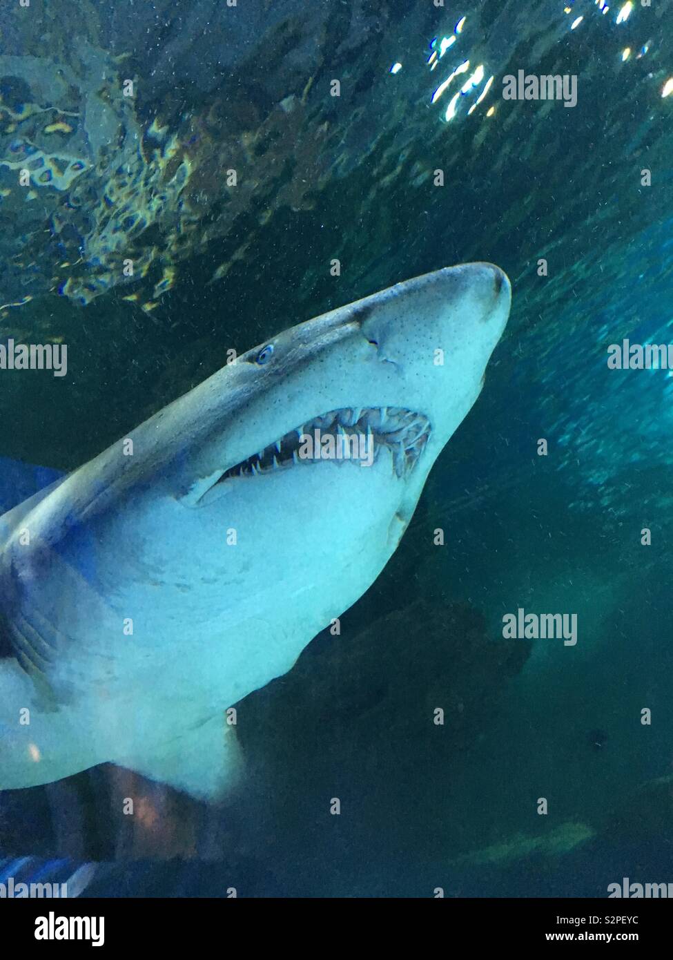 Lemon shark teeth hi-res stock photography and images - Alamy