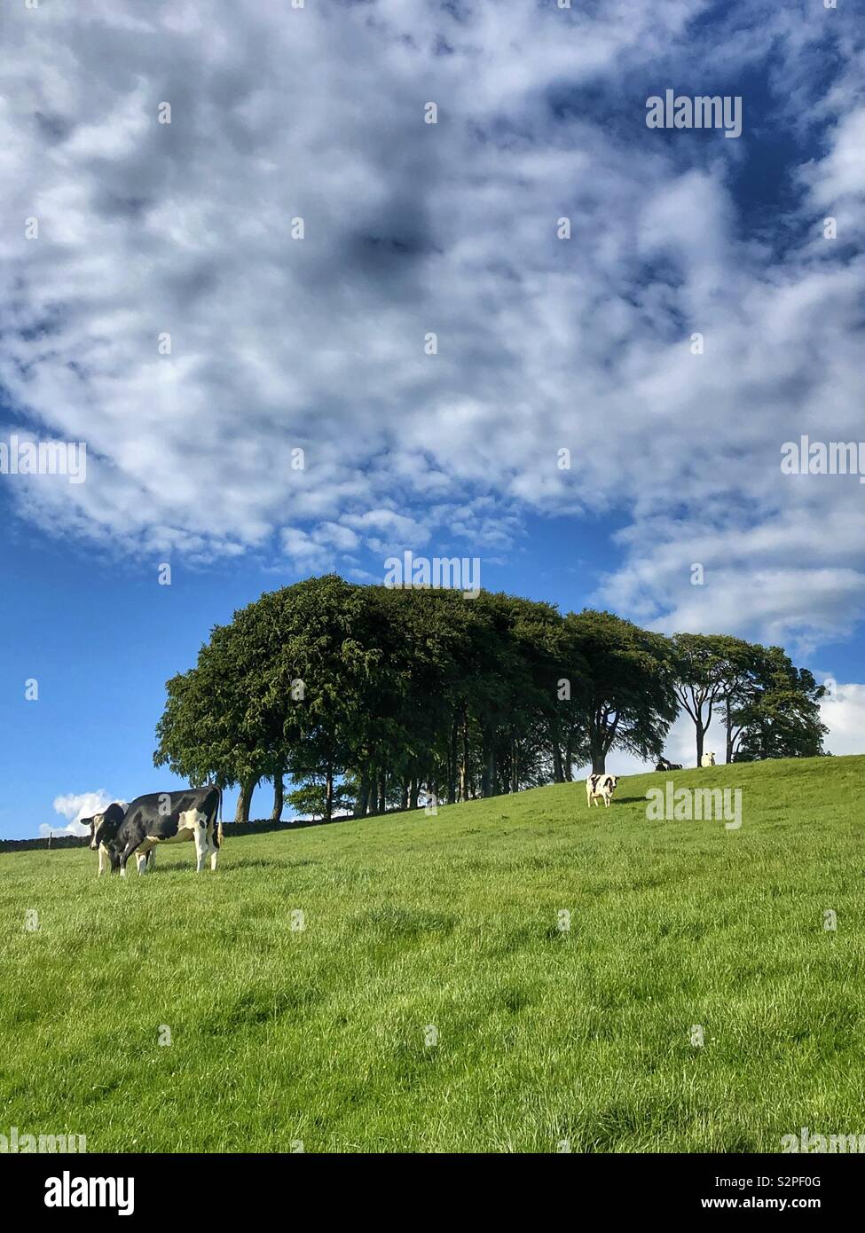 Cows grazing in a field Guiseley West Yorkshire - Smartphone Captured Stock Image