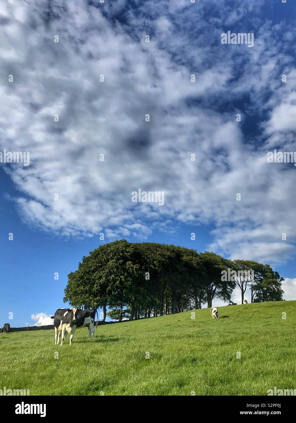 Cows grazing in a field Guiseley West Yorkshire Stock Photo