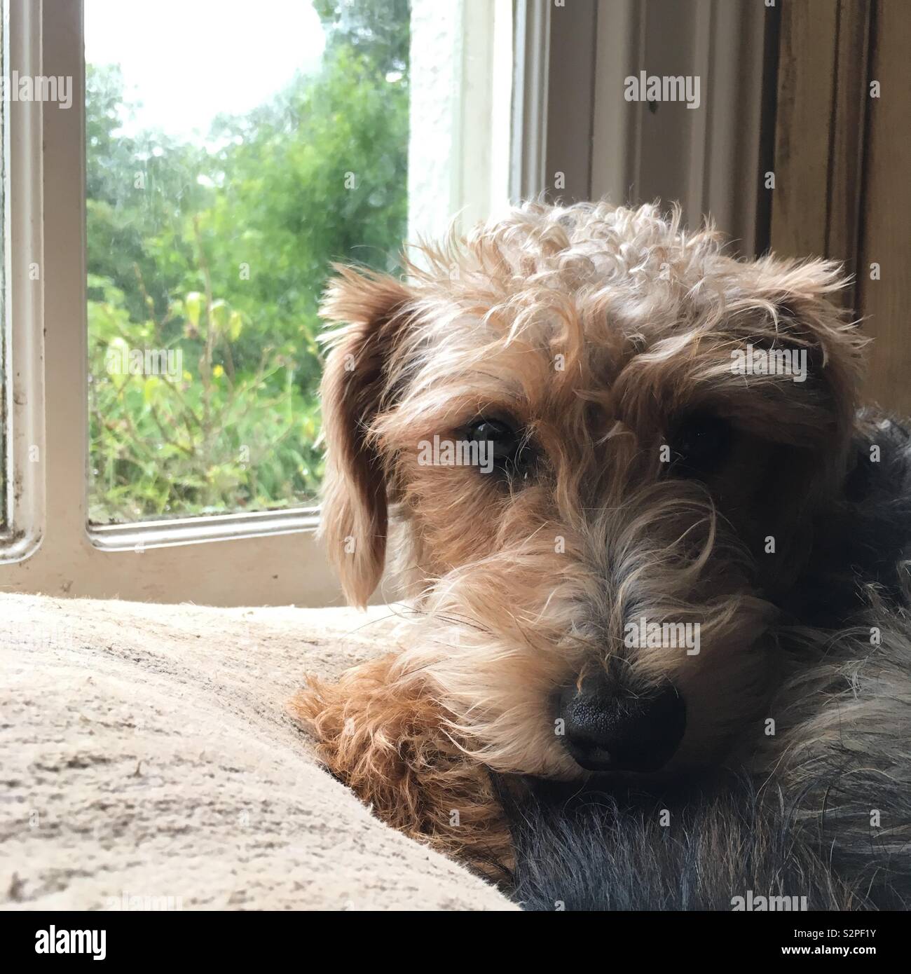 Cute terrier portrait in window seat - Smartphone Captured Stock Image