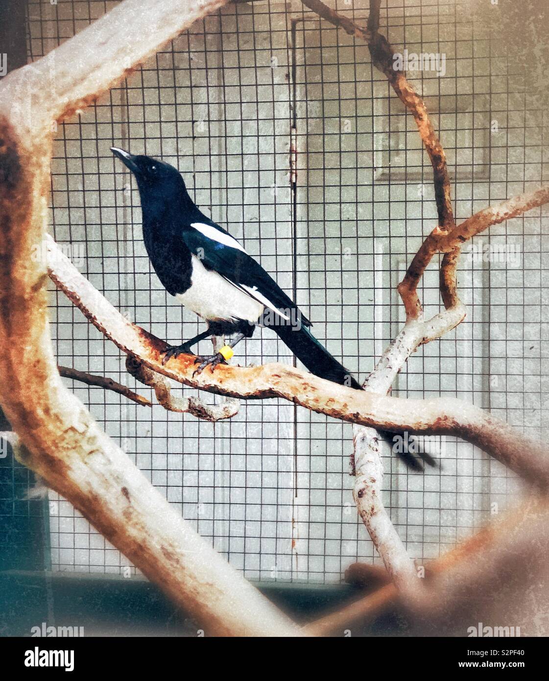 Magpie bird in captivity Stock Photo Alamy