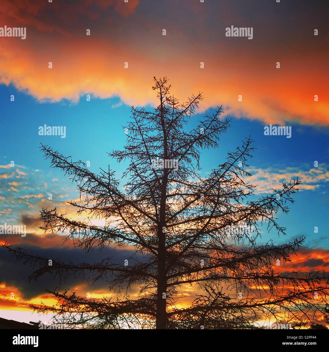 Winter tree silhouette with sunset Stock Photo