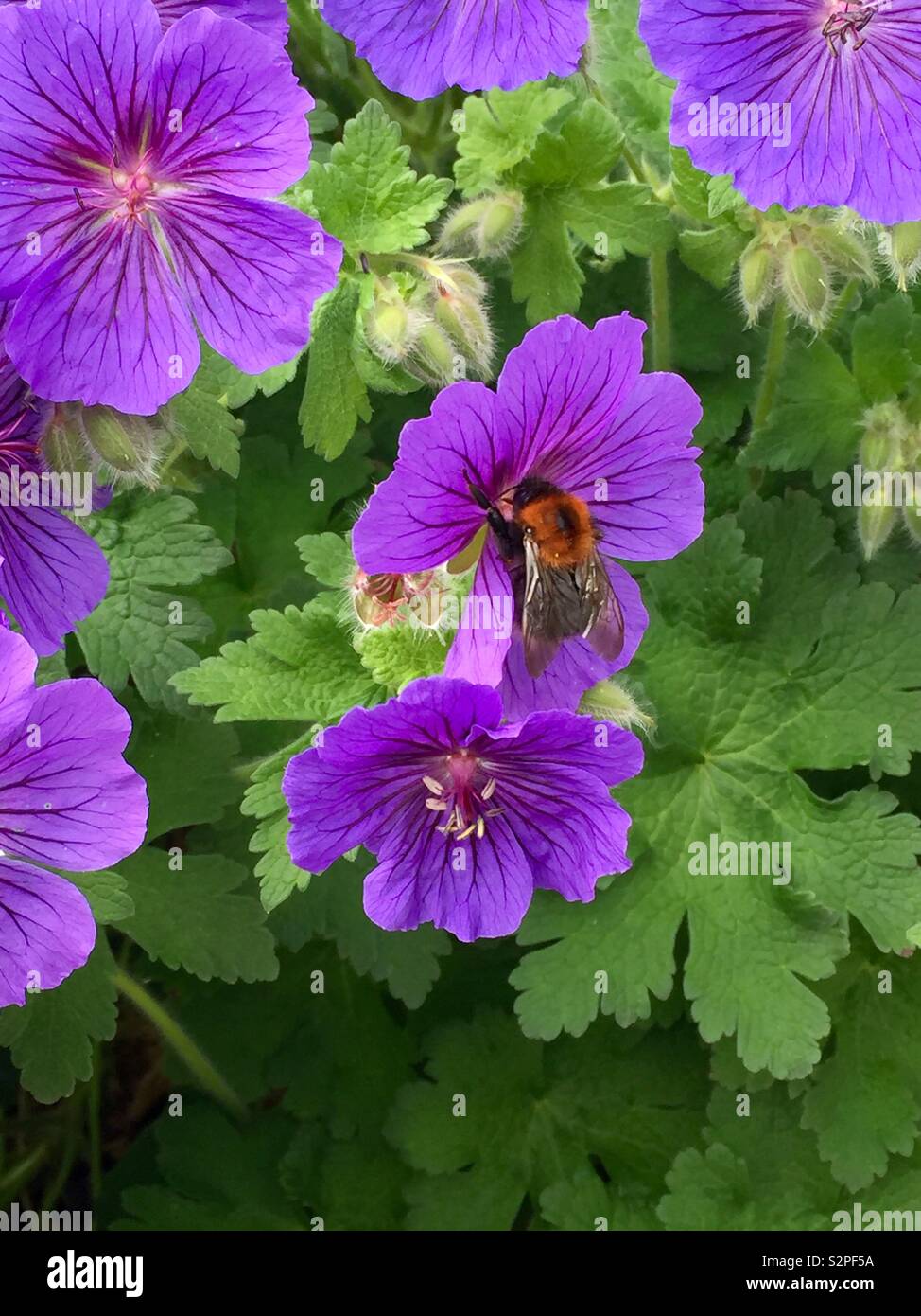 flowers, plants, Wild Geranium, Geraniums, Bee, Bees, Pollination Stock