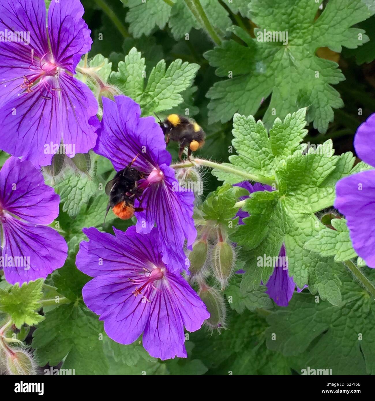 Bees, Bee, Gardening, Garden, Plants, Plant, Pollination, Wild Geranium