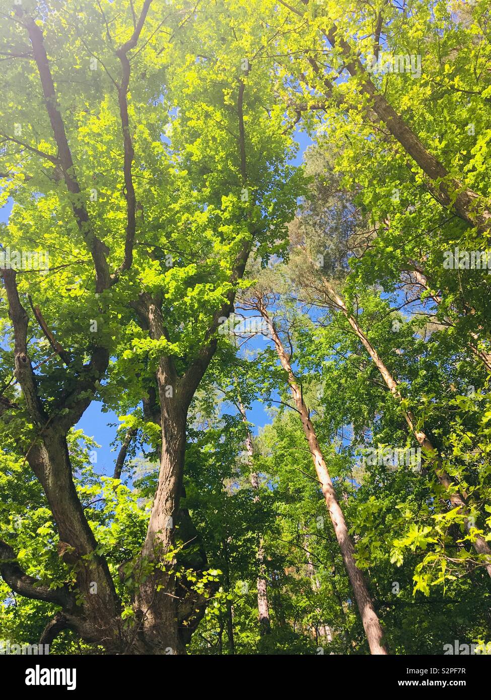 Canopy - Smartphone Captured Stock Image Canopy - Smartphone Captured Stock Image
