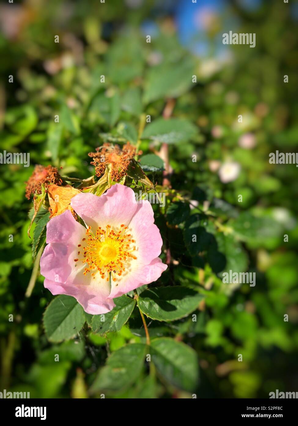 Dog rose (Rosa canina), growing in South Wales, early June Stock Photo ...