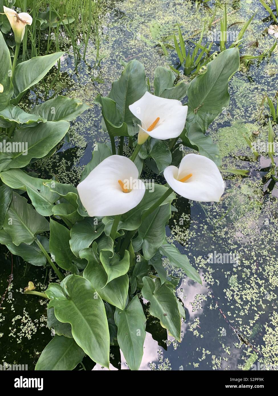 Cannula lilies in a pond Stock Photo