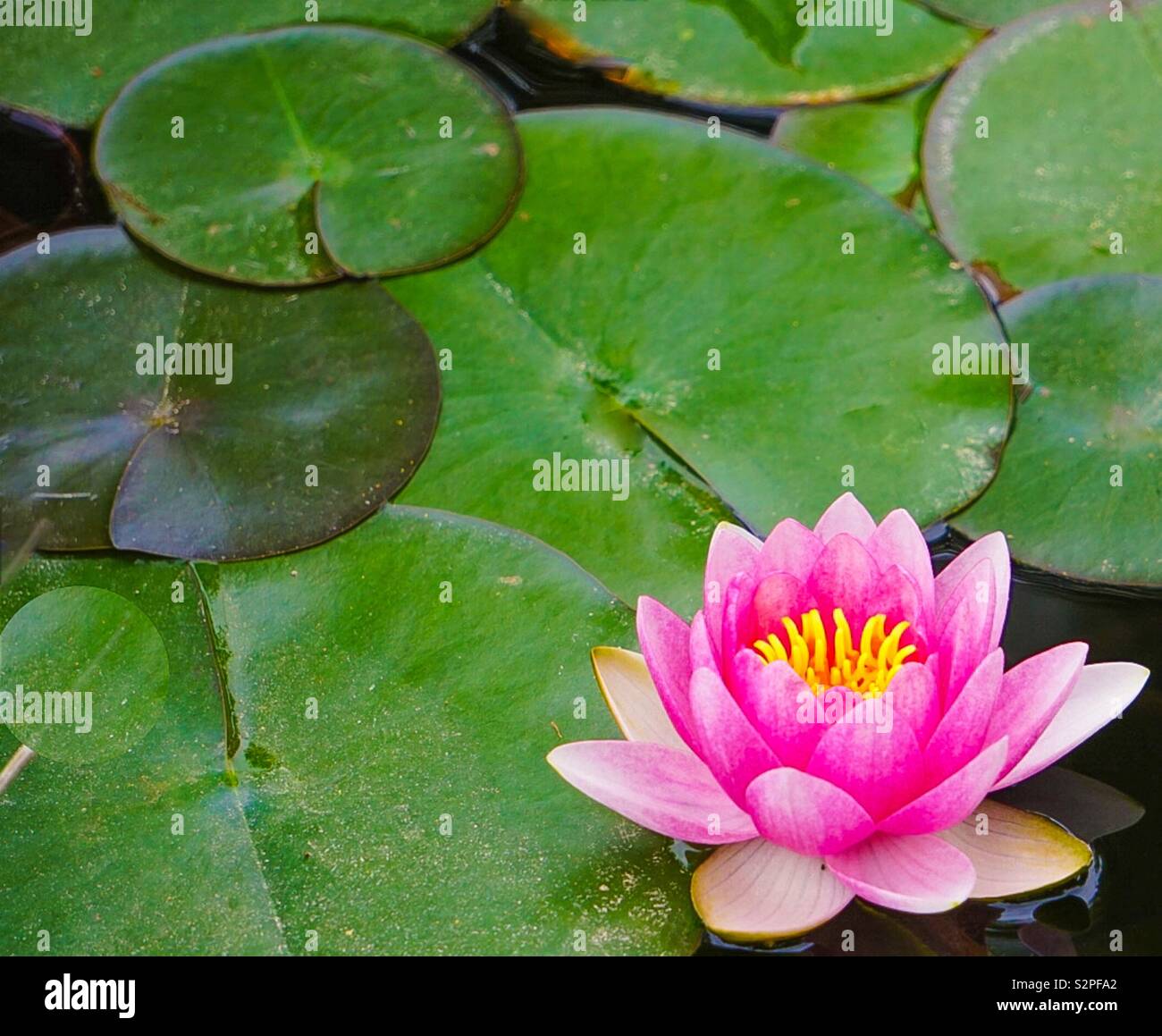 A pink lotus in full bloom with lily pads in a pond Stock Photo