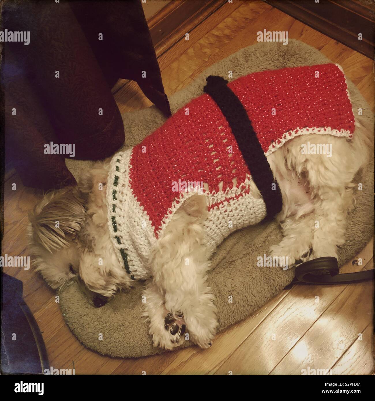 A tired dog in a crocheted Santa suit; shot in Hipstamatic. Stock Photo