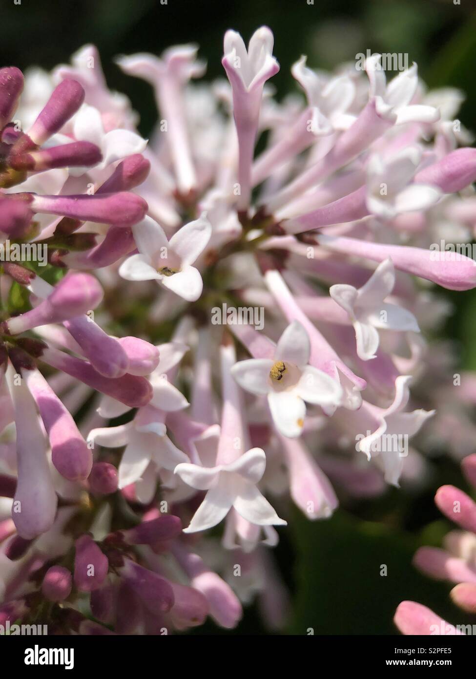 Up close of blooming lilacs - Smartphone Captured Stock Image