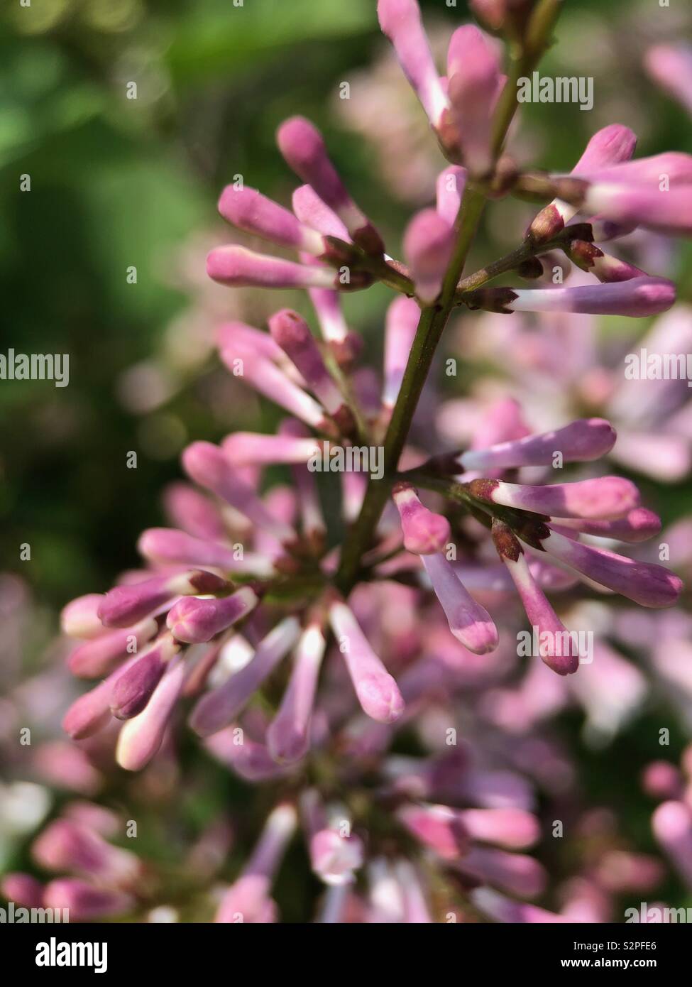 Up close of blooming lilacs - Smartphone Captured Stock Image