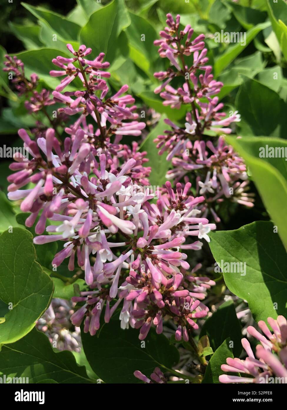 Blooming Lilacs - Smartphone Captured Stock Image
