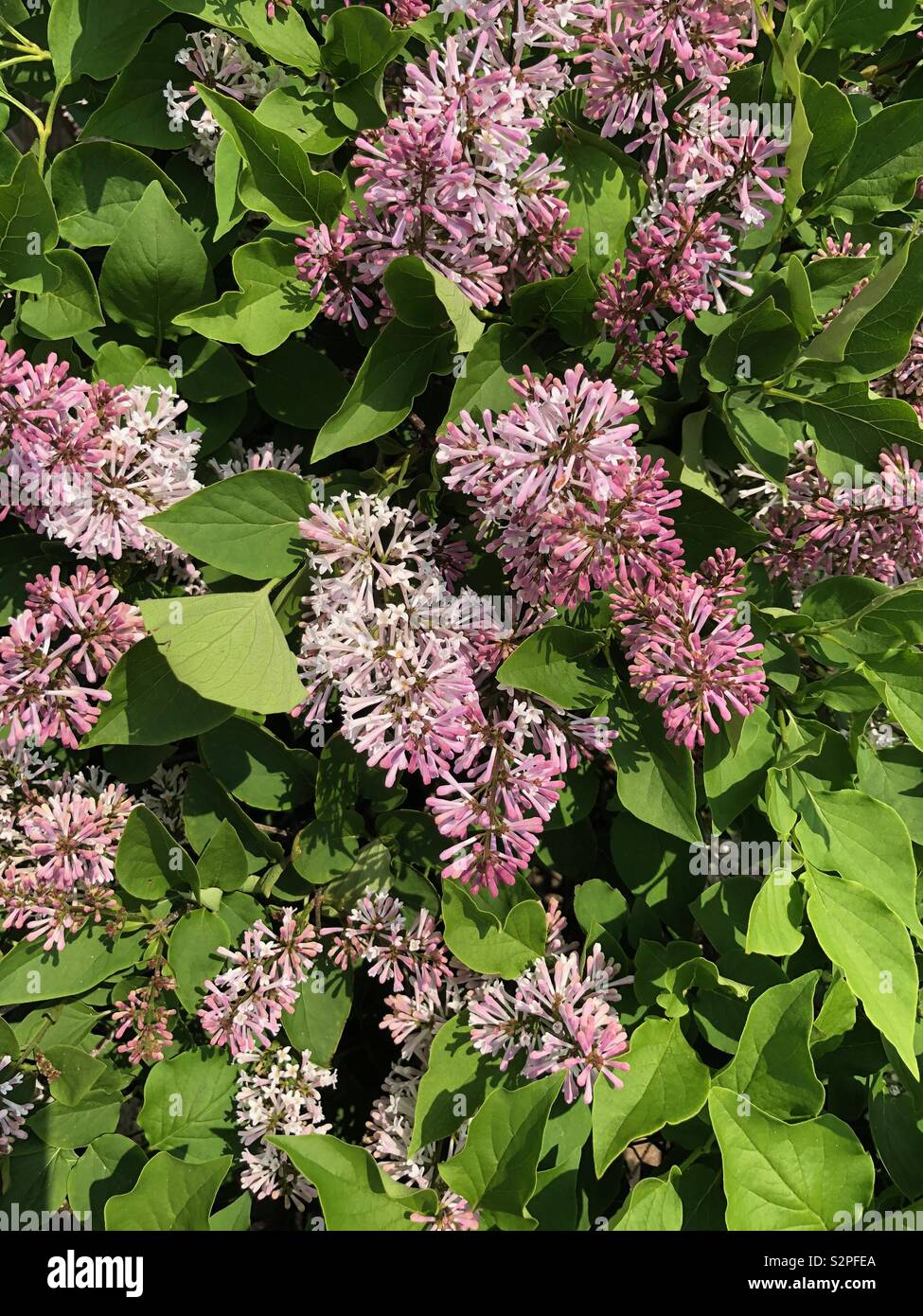 Blooming Lilacs - Smartphone Captured Stock Image