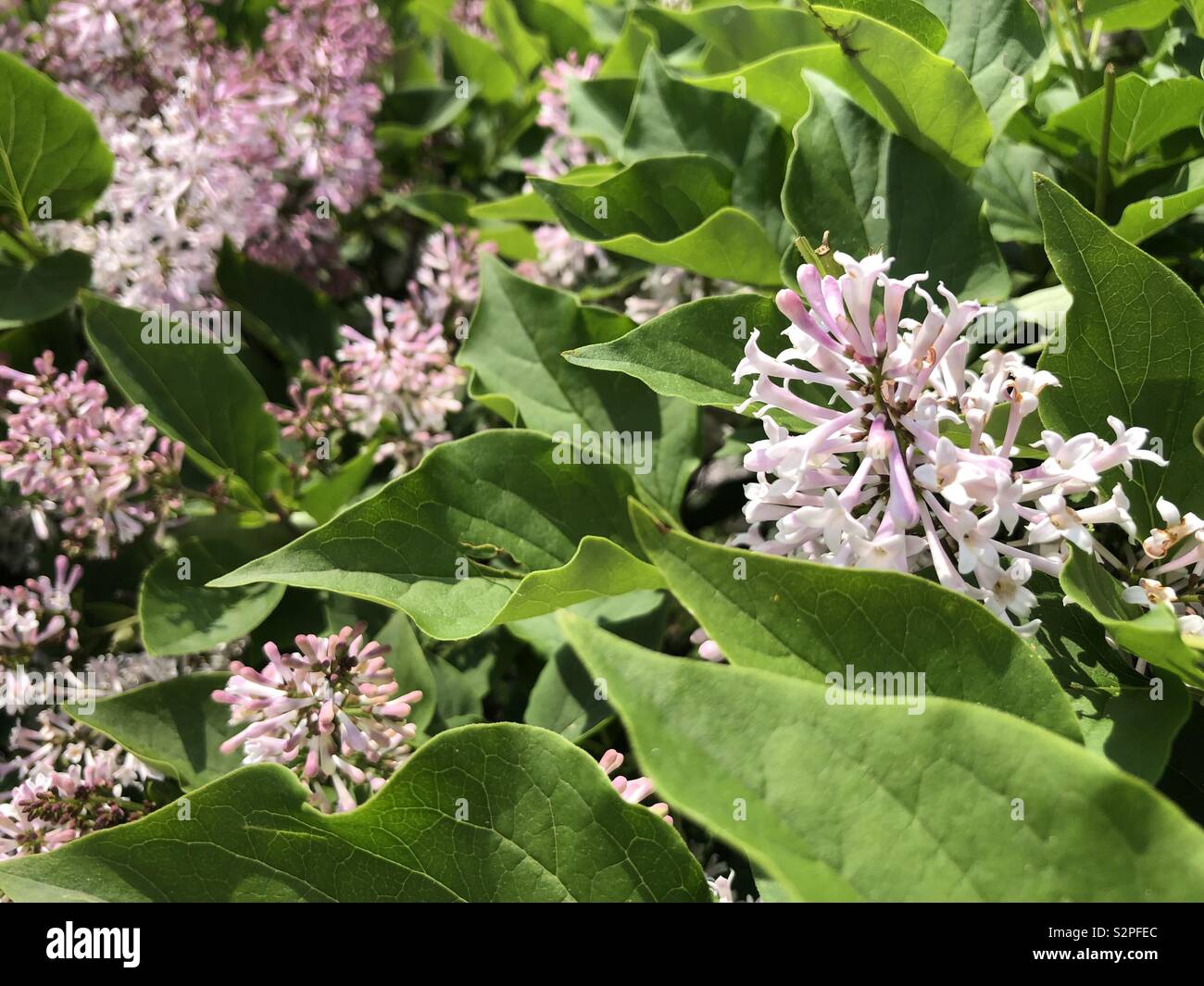 Blooming Lilacs - Smartphone Captured Stock Image