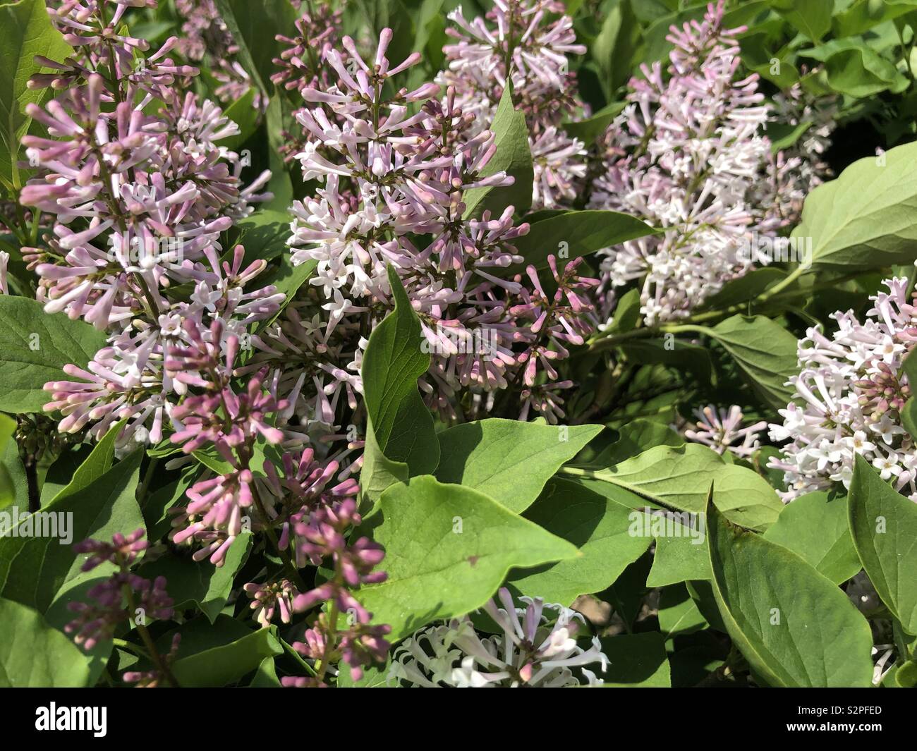 Blooming Lilacs - Smartphone Captured Stock Image