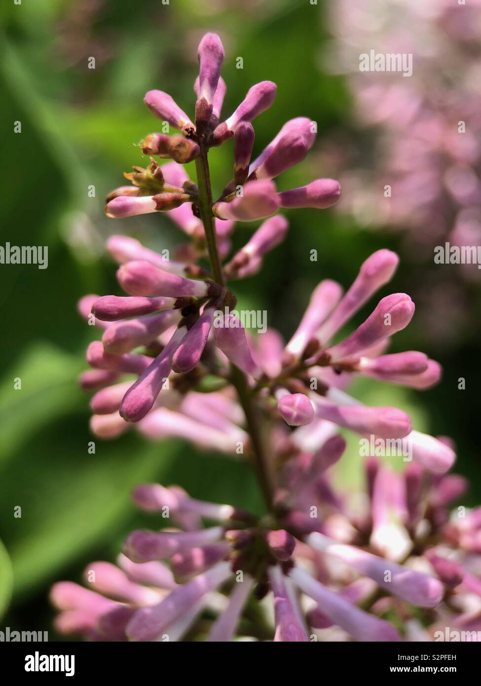 Up close of blooming Lilacs - Smartphone Captured Stock Image