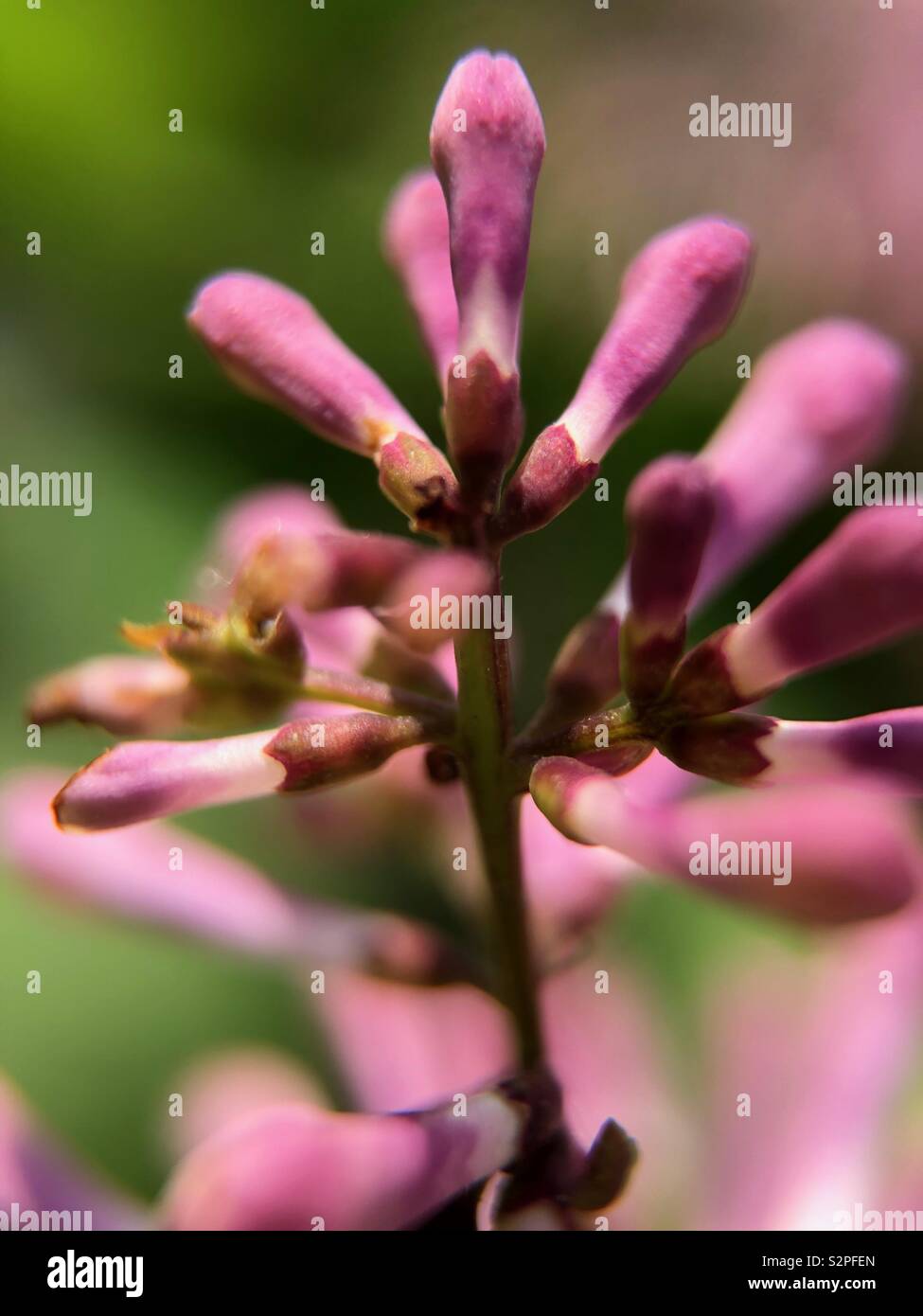 Up close of blooming Lilacs - Smartphone Captured Stock Image