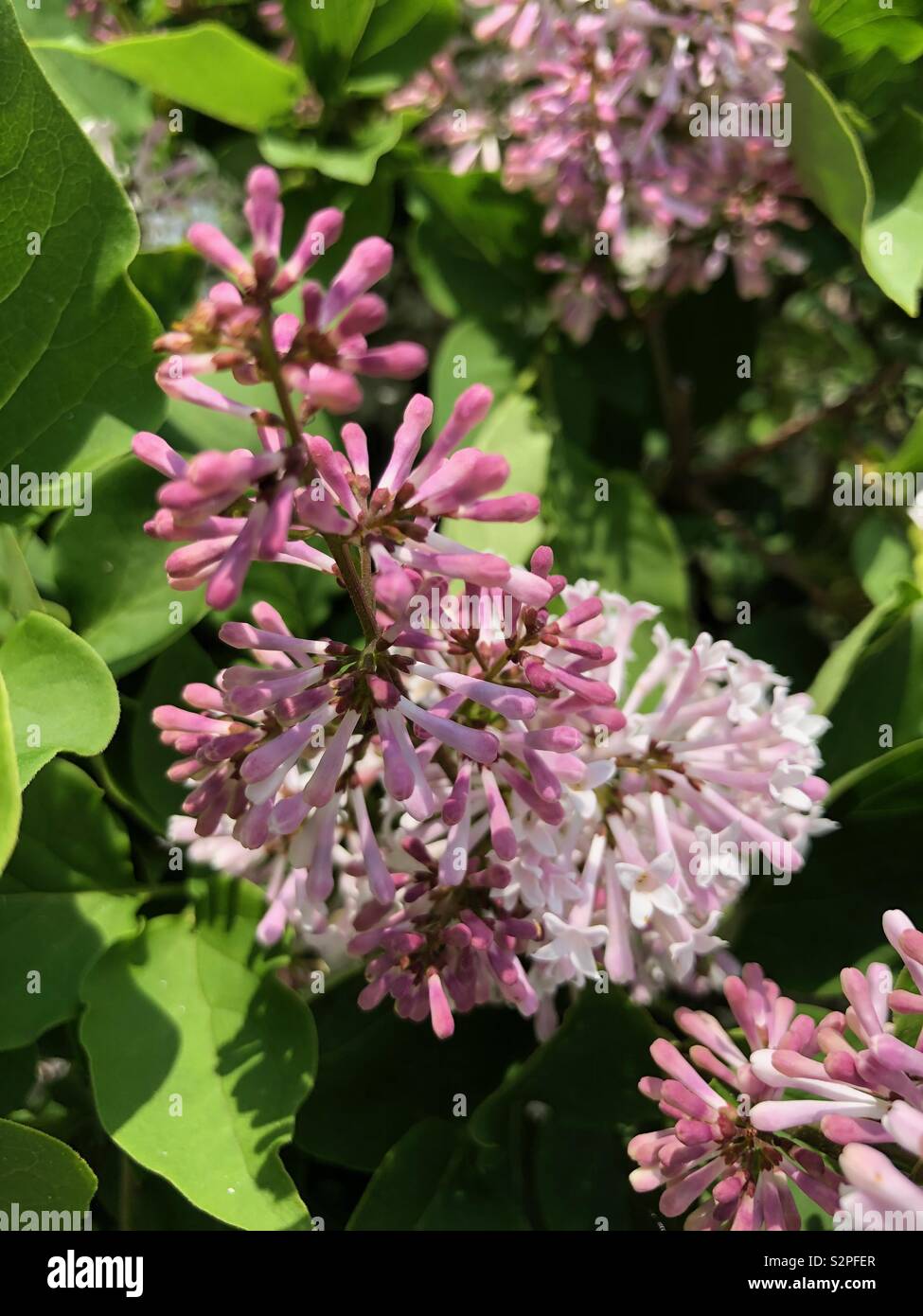 Blooming Lilacs - Smartphone Captured Stock Image