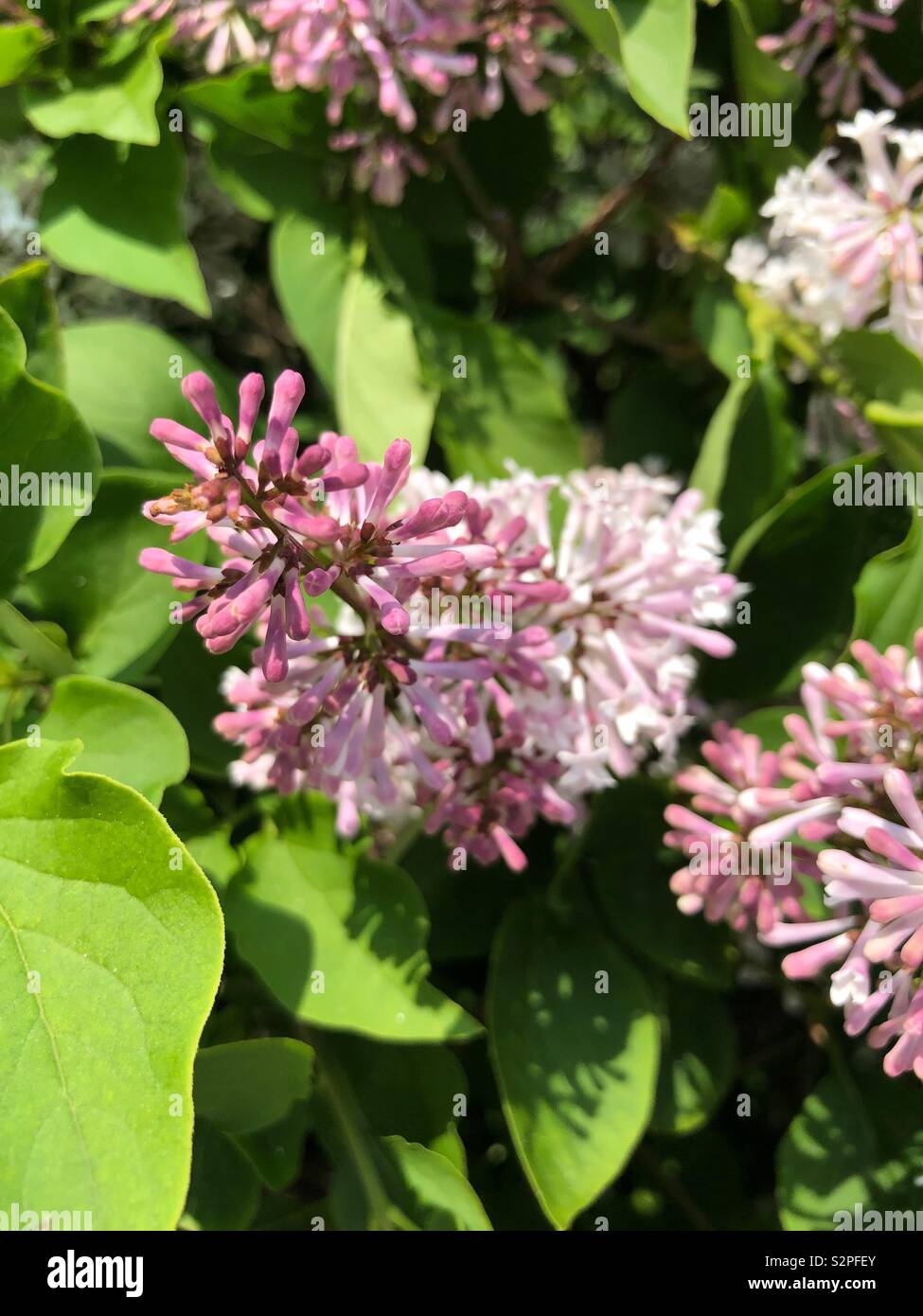 Blooming Lilacs Stock Photo