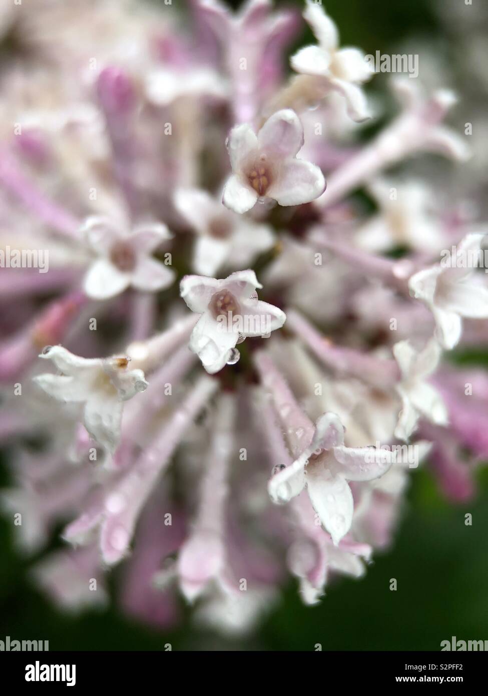 Up close of raindrops on Lilacs - Smartphone Captured Stock Image