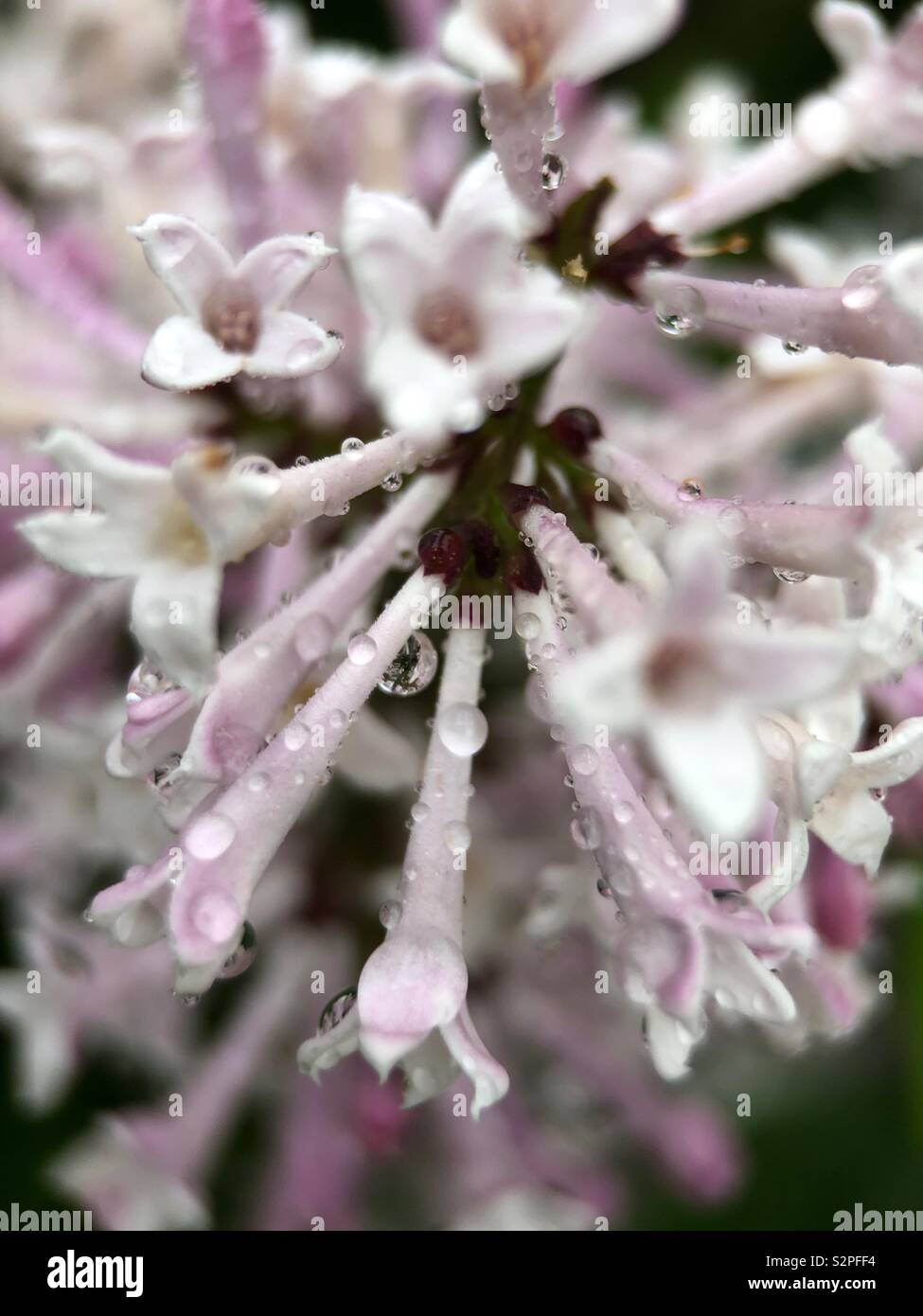 Up close of raindrops on Lilacs - Smartphone Captured Stock Image