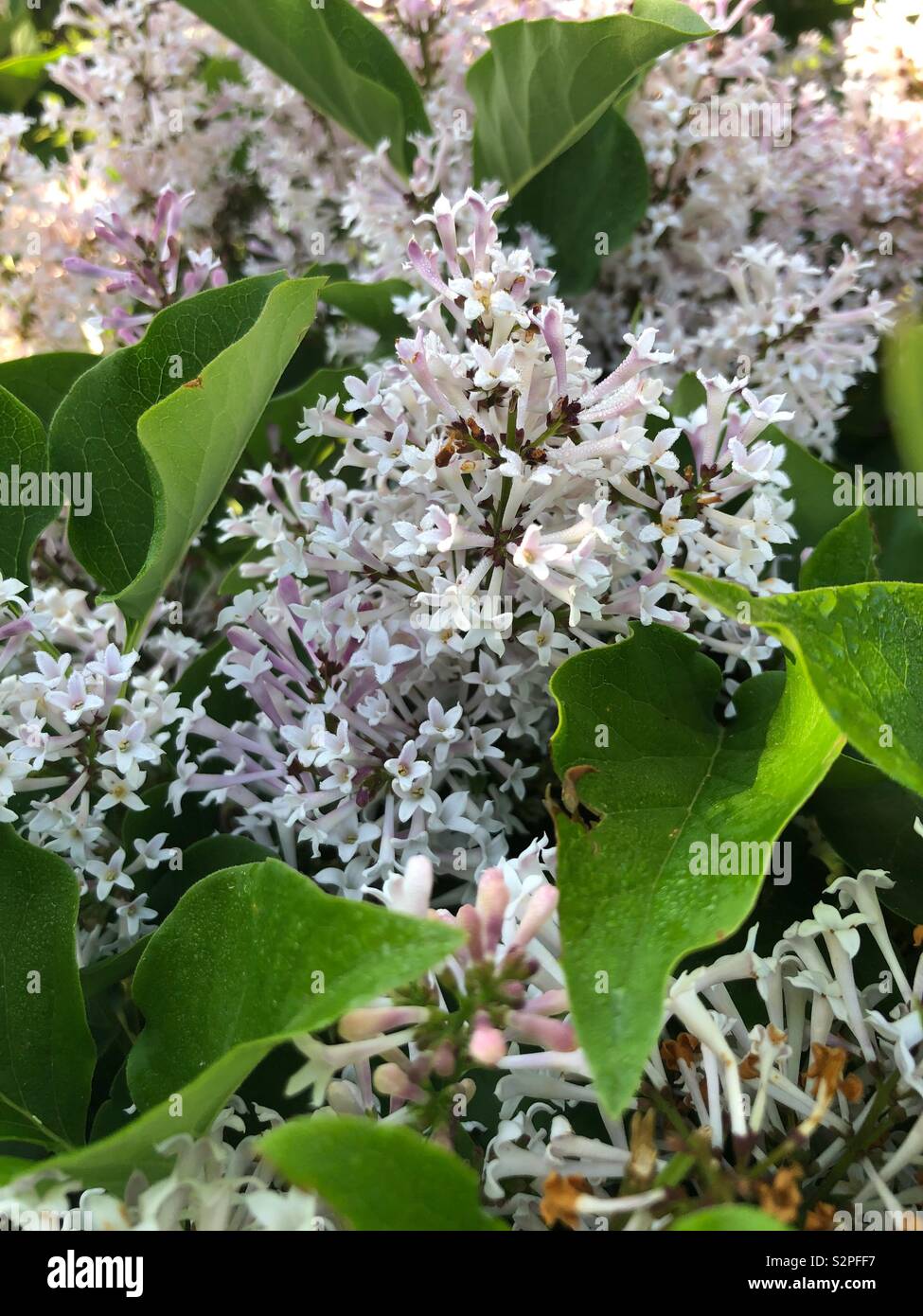 Blooming Lilacs - Smartphone Captured Stock Image