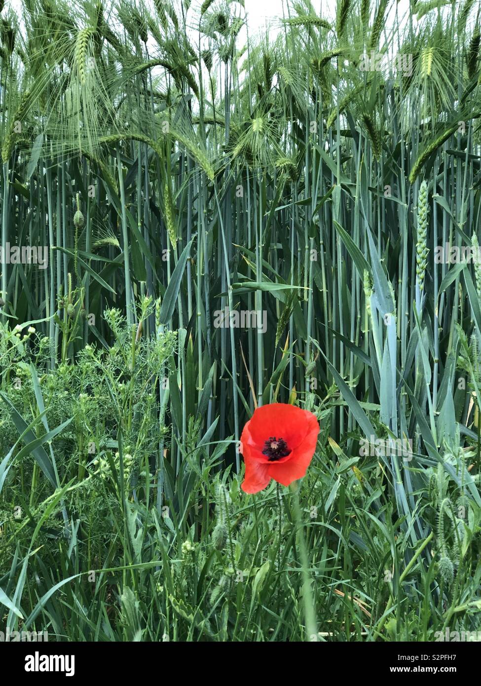 “I will remember”; Red poppy with background of growing winter wheat, Aldbury, Hertfordshire Stock Photo