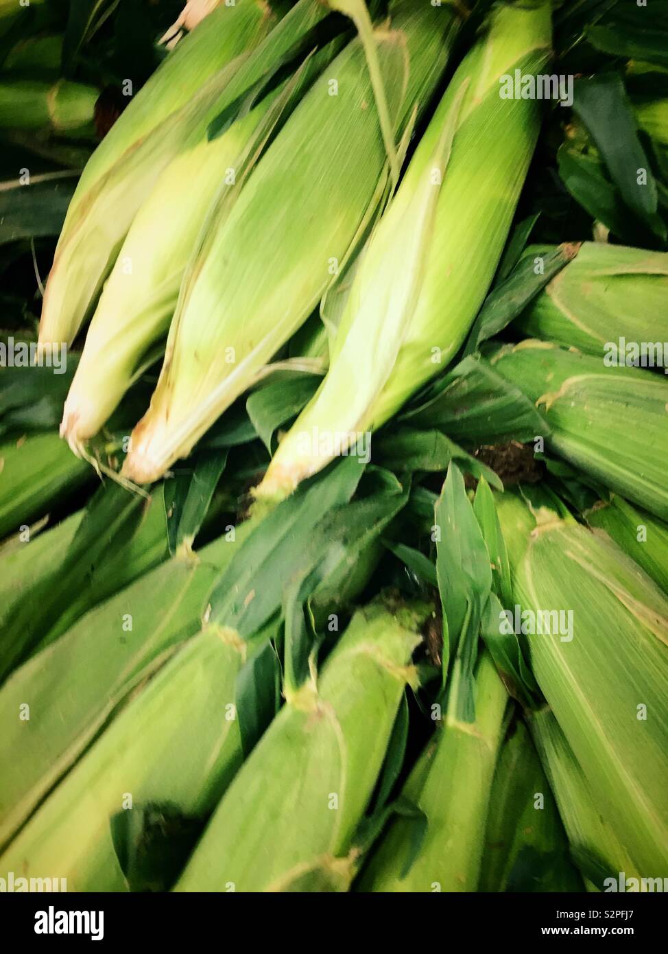 Freshly harvested sweet corn, United States - Smartphone Captured Stock Image